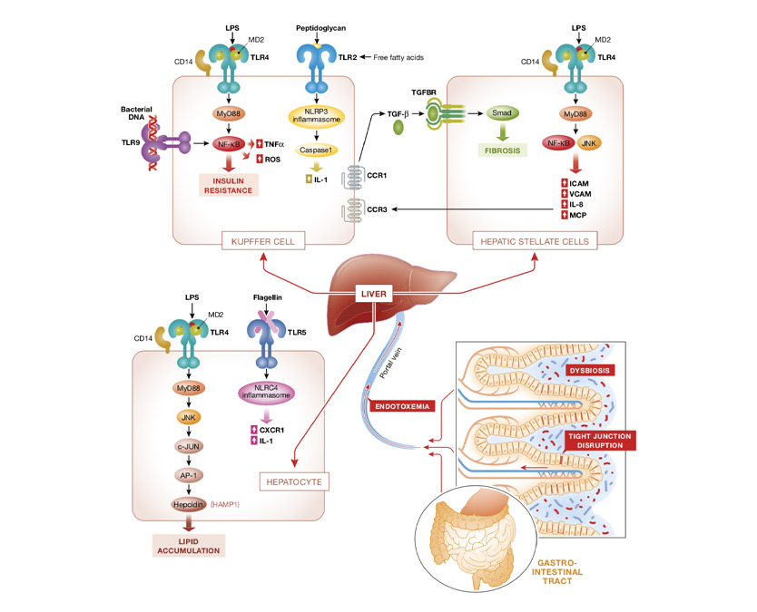 The liver-gut axis: how the Dysbiosis is involved in NAFLD and NASH.